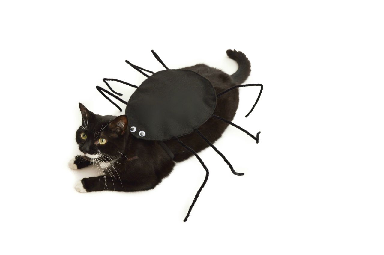DIY Cat Costumes for Halloween - Spider Cat Costume