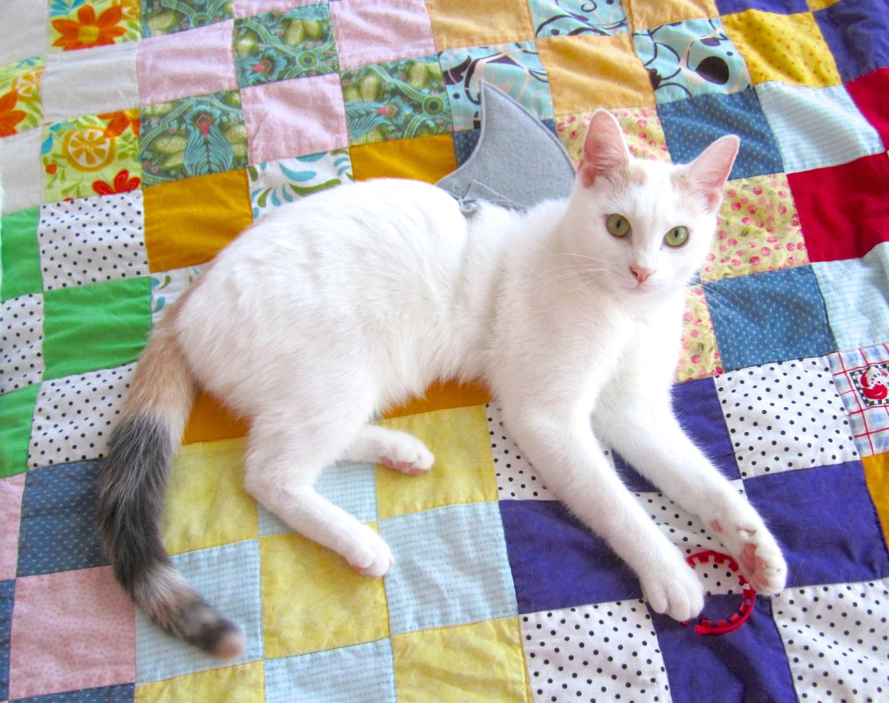 DIY Cat Costumes for Halloween - Shark Cat Costume