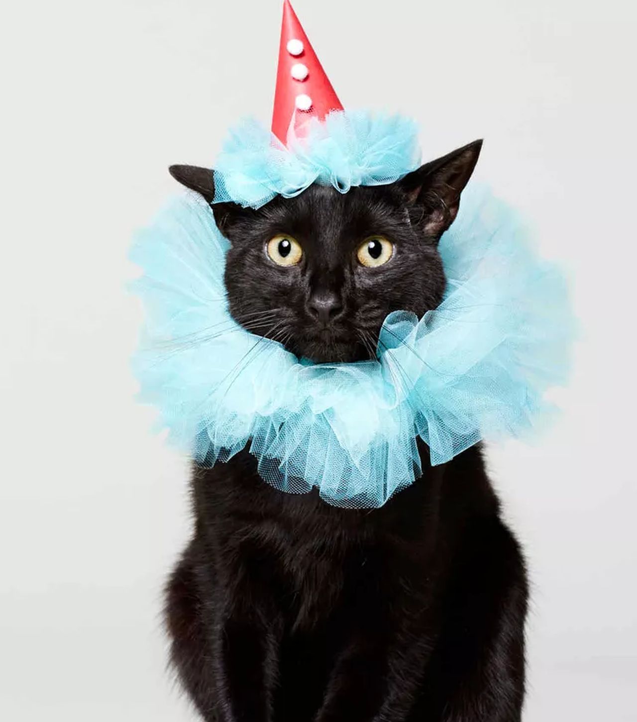 DIY Cat Costumes for Halloween - Cat Clown Halloween Costume