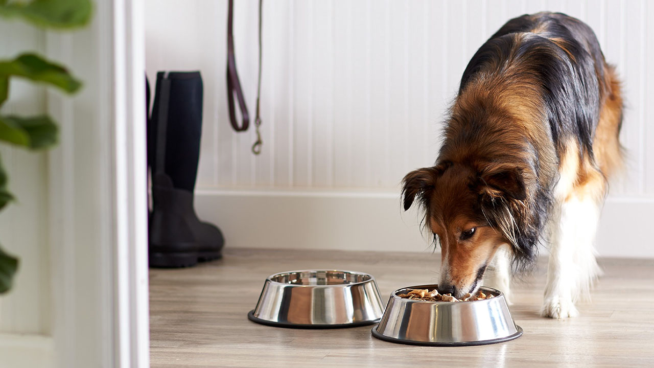 Stainless Steel Water and Food Bowl_22