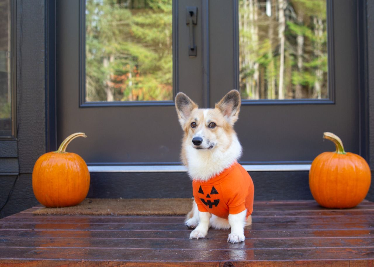 DIY Pumpkin Hoodie for Dogs