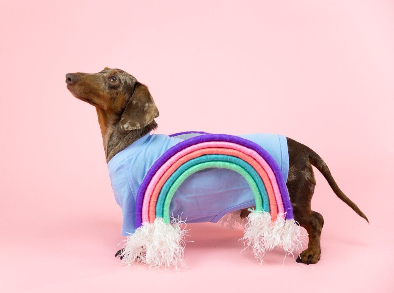 Rainbow DIY Dog Costume for halloween