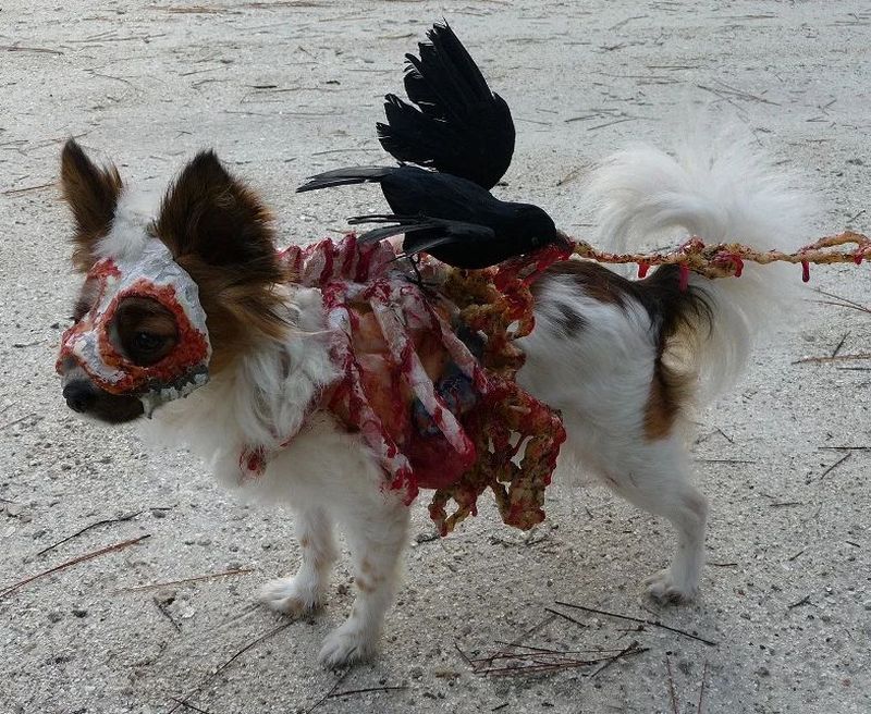 DIY Zombie Dog Costume for halloween