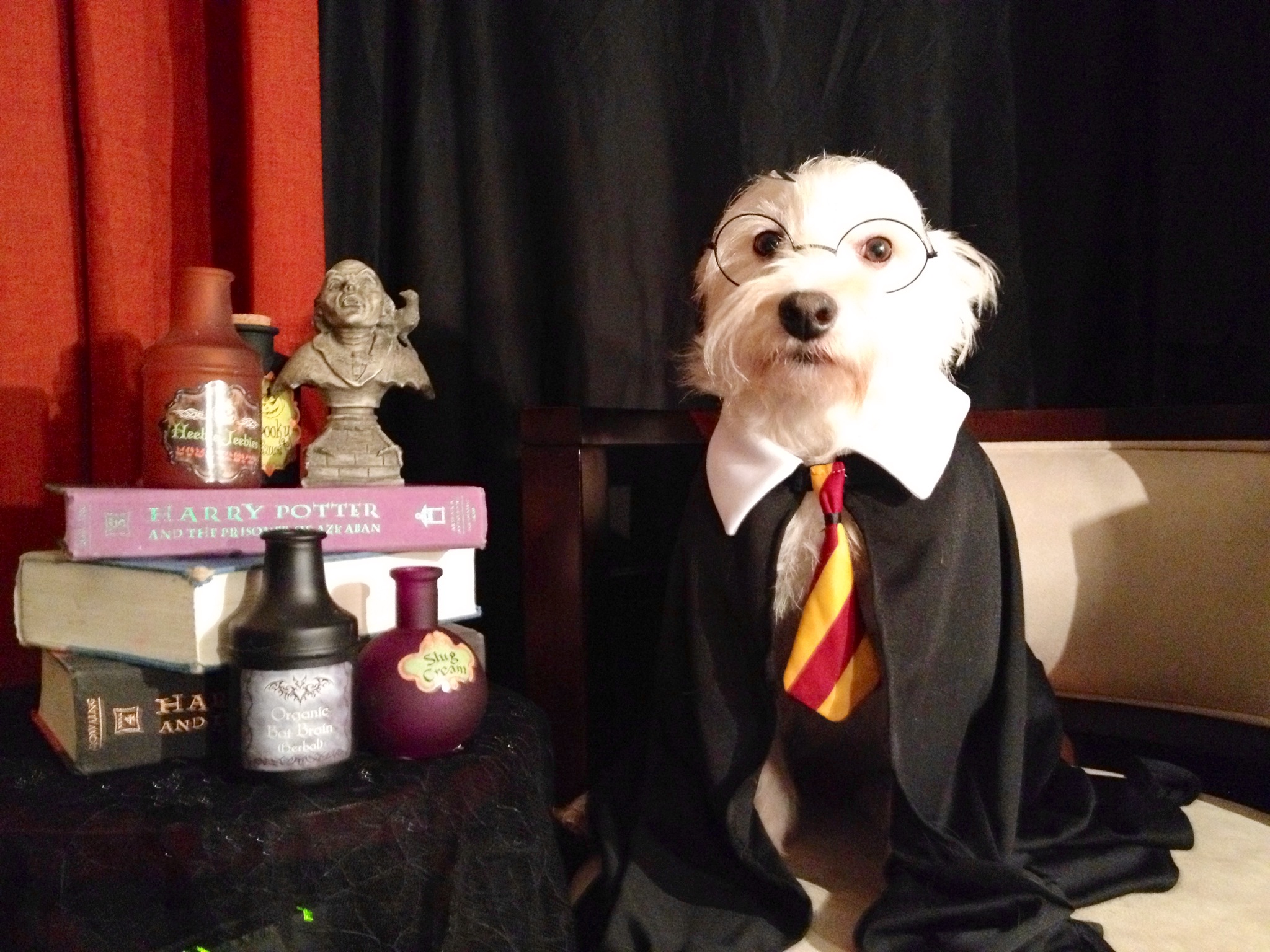 Harry Pawter DIY Dog Costume Halloween
