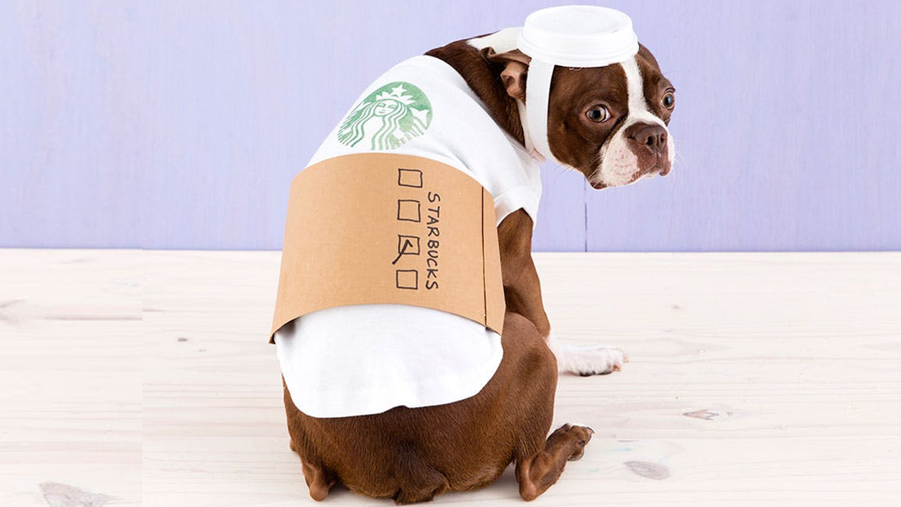 Starbucks dog Halloween costume