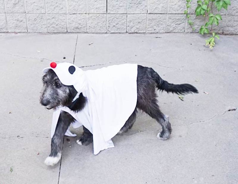 DIY Ghost Dog Costume halloween