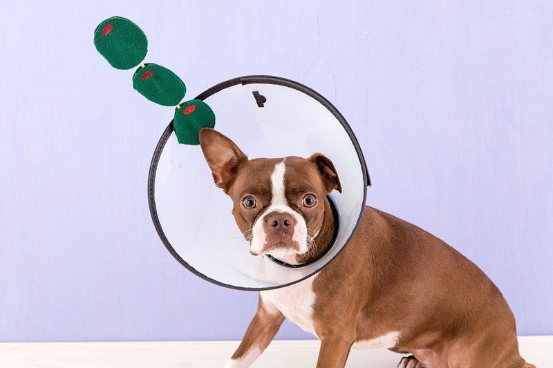 Dog Martini Halloween Costume