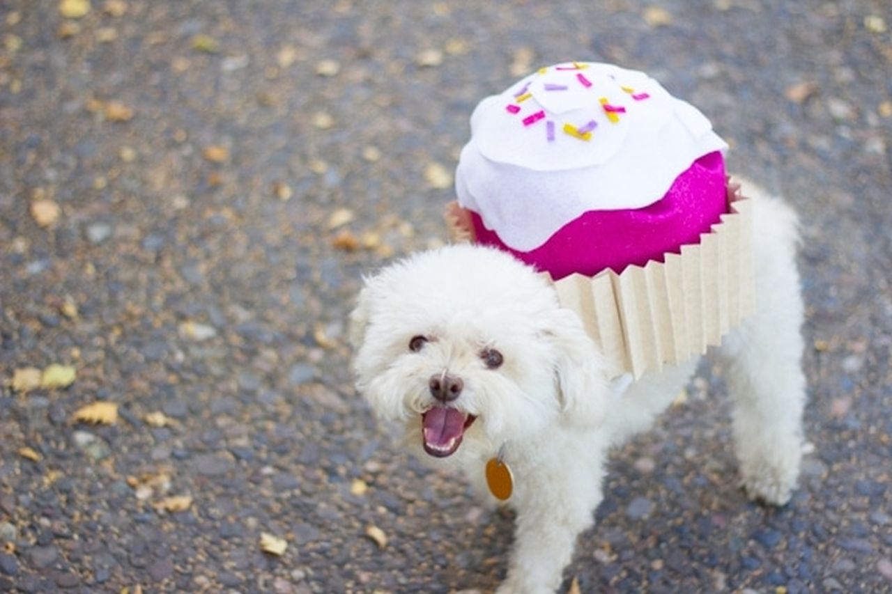 Cupcake Halloween Dog costume