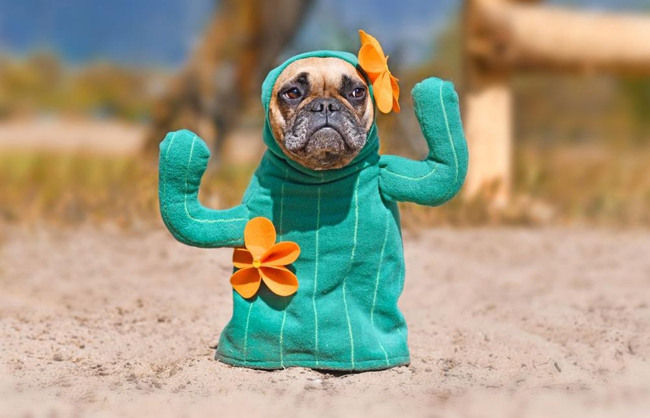 Cactus DIY Dog Halloween Costume