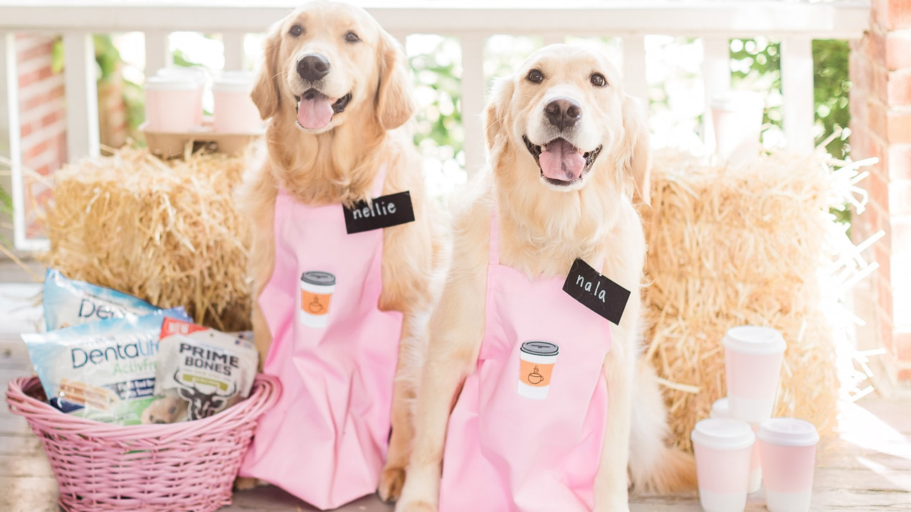 DIY Barista Halloween Costume for Dogs