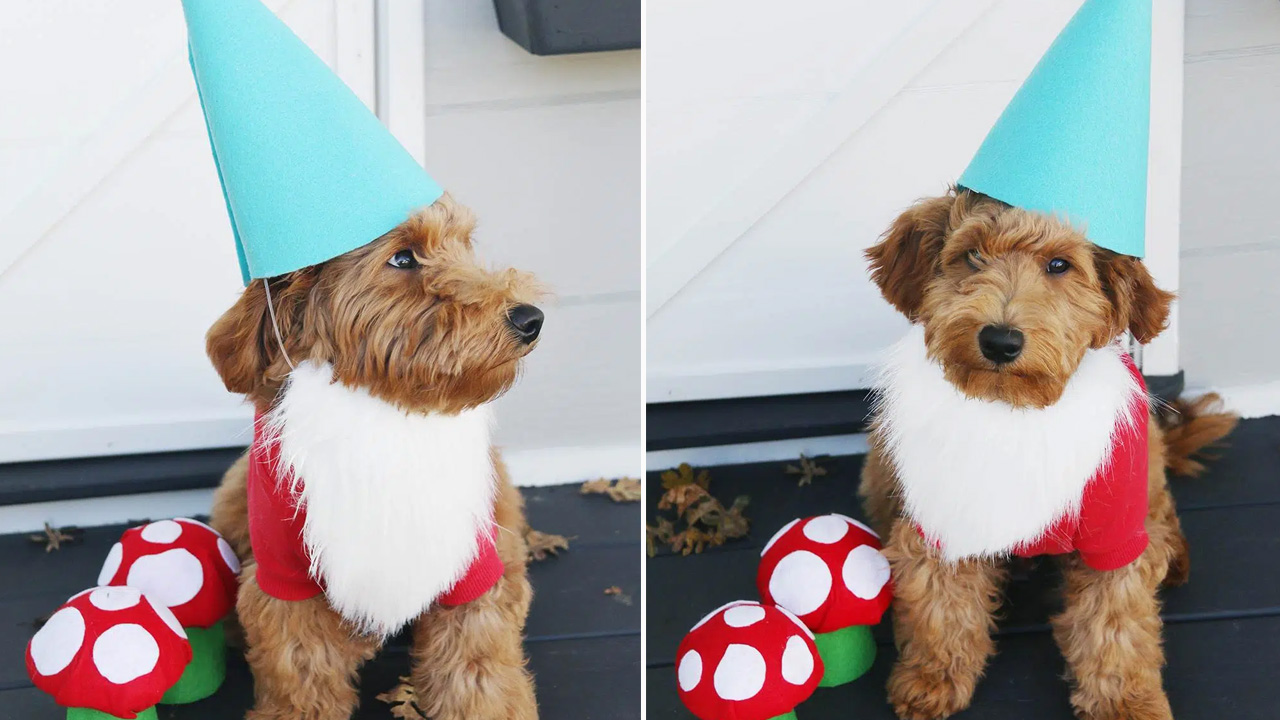 DIY Dog Costume Garden Gnome