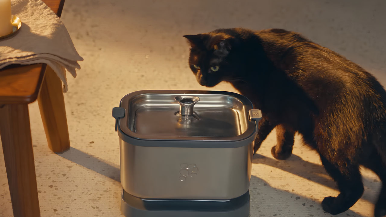 Petnimo1cat Fountain_doesn't scare away the felines