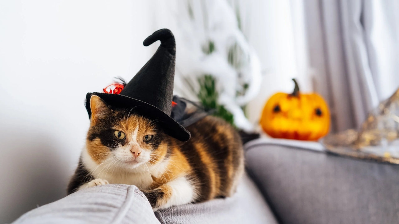 Cozy Halloween Pet Corner