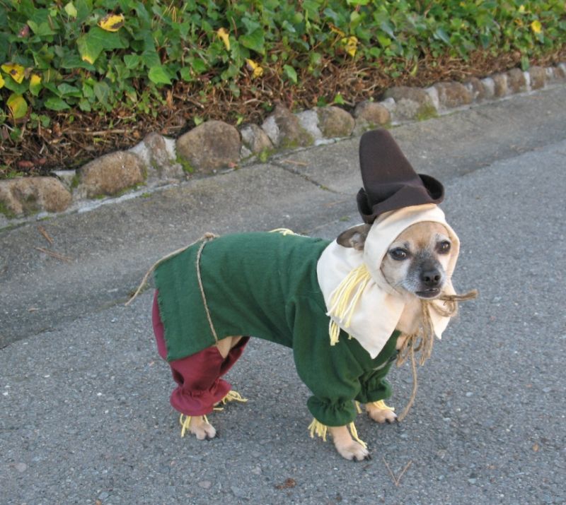 DIY Dog scarecrow costume for halloween
